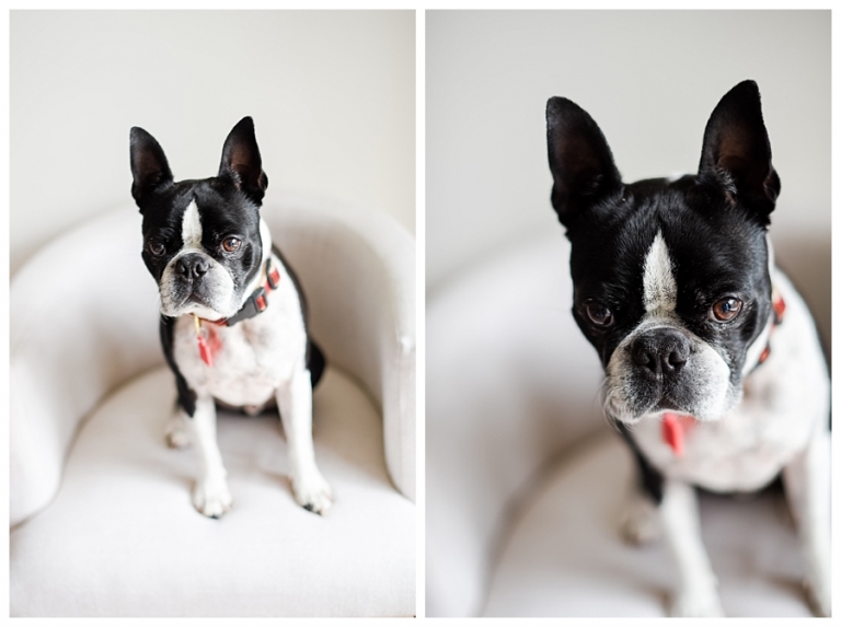 Blacksburg Pet Photography,Charlottesville Pet Photographer,Charlottesville family photography,Roanoke Family Photography,Roanoke Pet Photography,ithaca family photographer,
