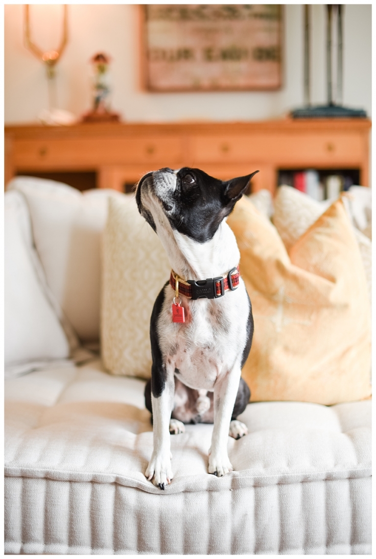 Blacksburg Pet Photography,Charlottesville Pet Photographer,Charlottesville family photography,Roanoke Family Photography,Roanoke Pet Photography,ithaca family photographer,