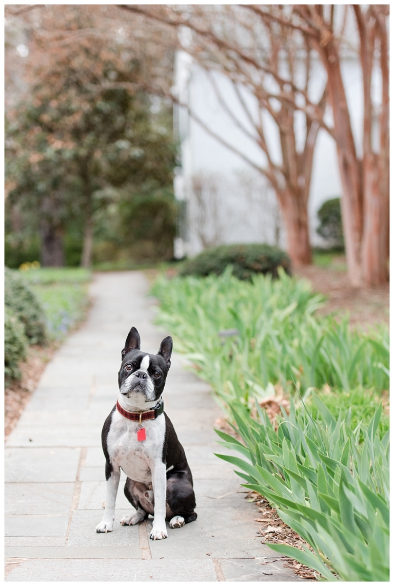 Blacksburg Pet Photography,Charlottesville Pet Photographer,Charlottesville family photography,Roanoke Family Photography,Roanoke Pet Photography,ithaca family photographer,