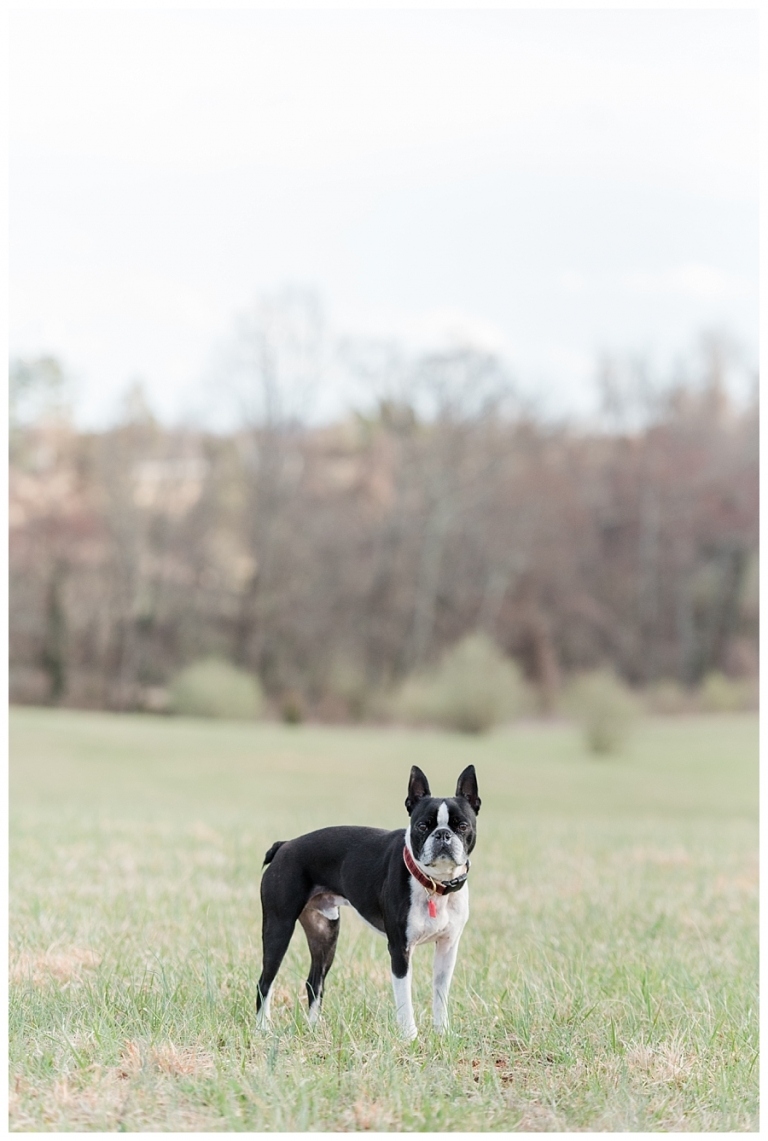 Blacksburg Pet Photography,Charlottesville Pet Photographer,Charlottesville family photography,Roanoke Family Photography,Roanoke Pet Photography,ithaca family photographer,