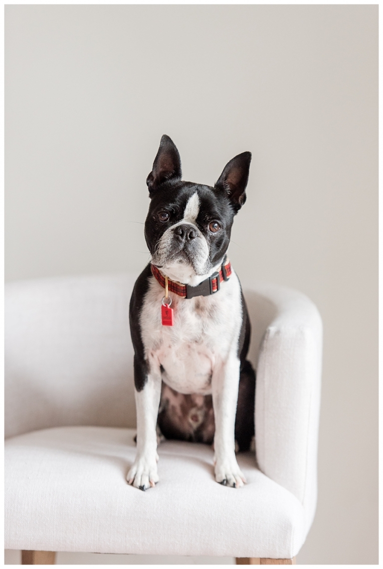 Blacksburg Pet Photography,Charlottesville Pet Photographer,Charlottesville family photography,Roanoke Family Photography,Roanoke Pet Photography,ithaca family photographer,