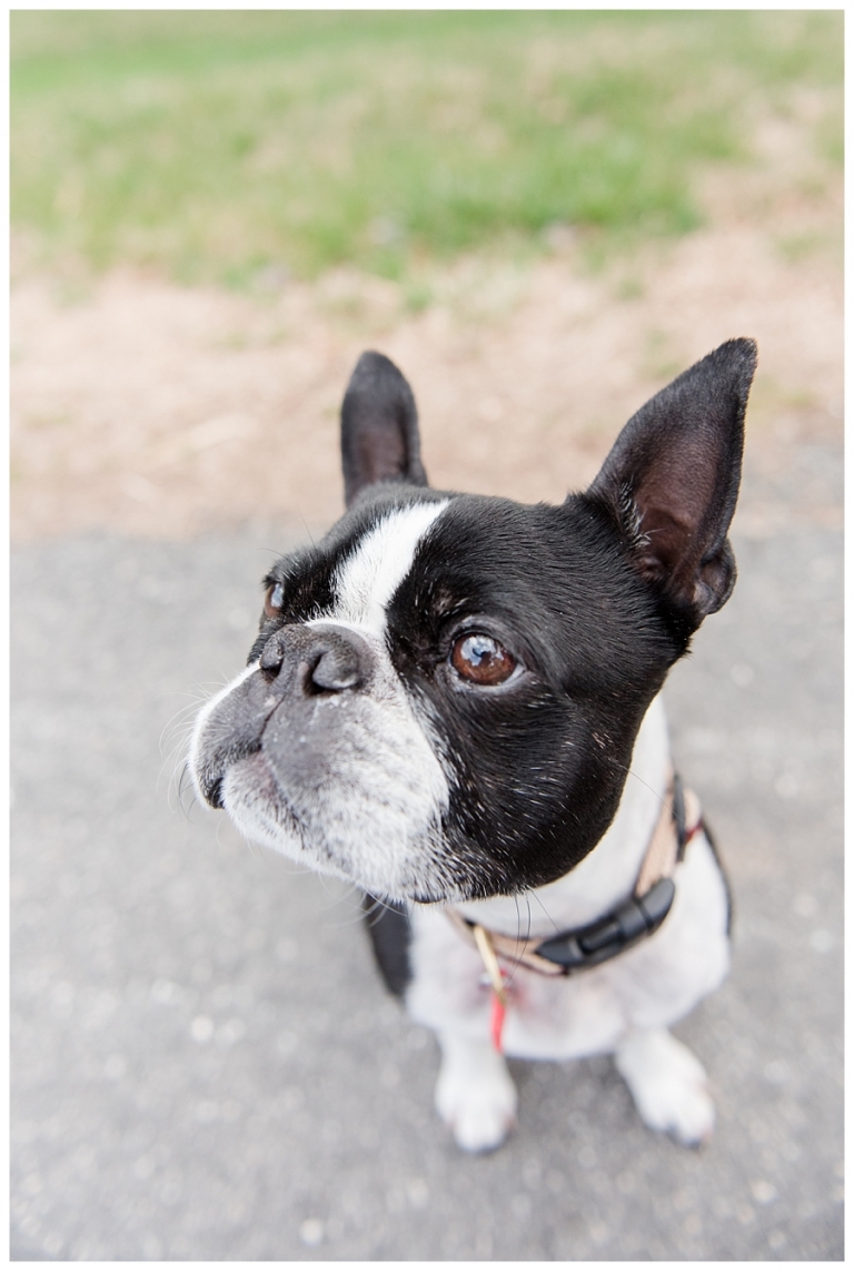 Blacksburg Pet Photography,Charlottesville Pet Photographer,Charlottesville family photography,Roanoke Family Photography,Roanoke Pet Photography,ithaca family photographer,