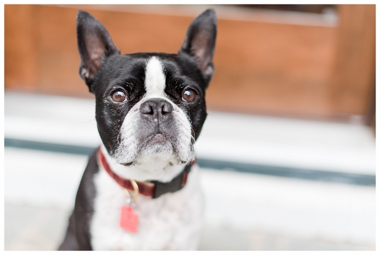 Blacksburg Pet Photography,Charlottesville Pet Photographer,Charlottesville family photography,Roanoke Family Photography,Roanoke Pet Photography,ithaca family photographer,
