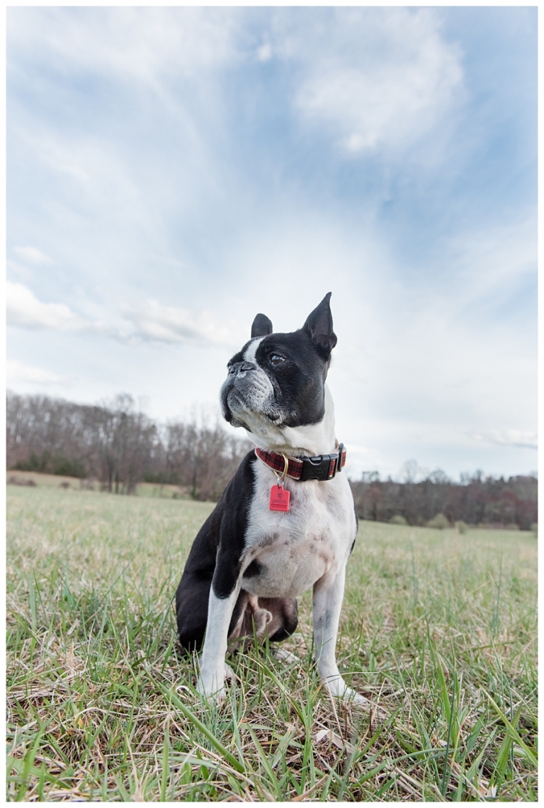 Blacksburg Pet Photography,Charlottesville Pet Photographer,Charlottesville family photography,Roanoke Family Photography,Roanoke Pet Photography,ithaca family photographer,