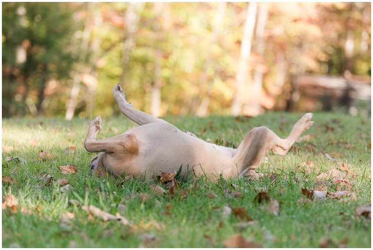 Blacksburg Pet Photography,Dog Photographer Virginia,Roanoke Pet Photography,charlottesville pet photography,