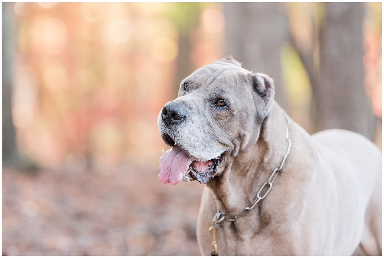 Blacksburg Pet Photography,Dog Photographer Virginia,Roanoke Pet Photography,charlottesville pet photography,
