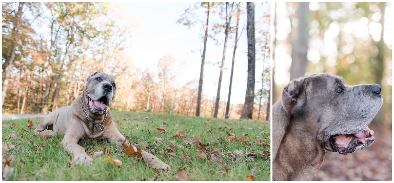 Blacksburg Pet Photography,Dog Photographer Virginia,Roanoke Pet Photography,charlottesville pet photography,
