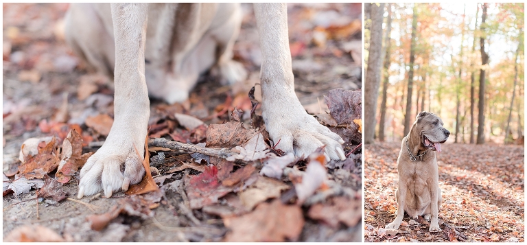 Blacksburg Pet Photography,Dog Photographer Virginia,Roanoke Pet Photography,charlottesville pet photography,