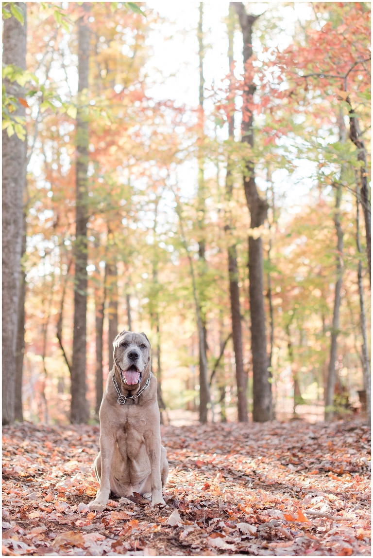 Blacksburg Pet Photography,Dog Photographer Virginia,Roanoke Pet Photography,charlottesville pet photography,