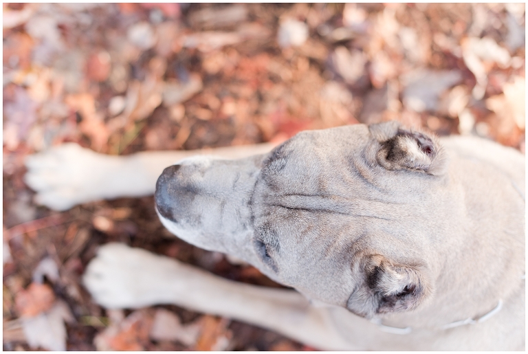 Blacksburg Pet Photography,Dog Photographer Virginia,Roanoke Pet Photography,charlottesville pet photography,