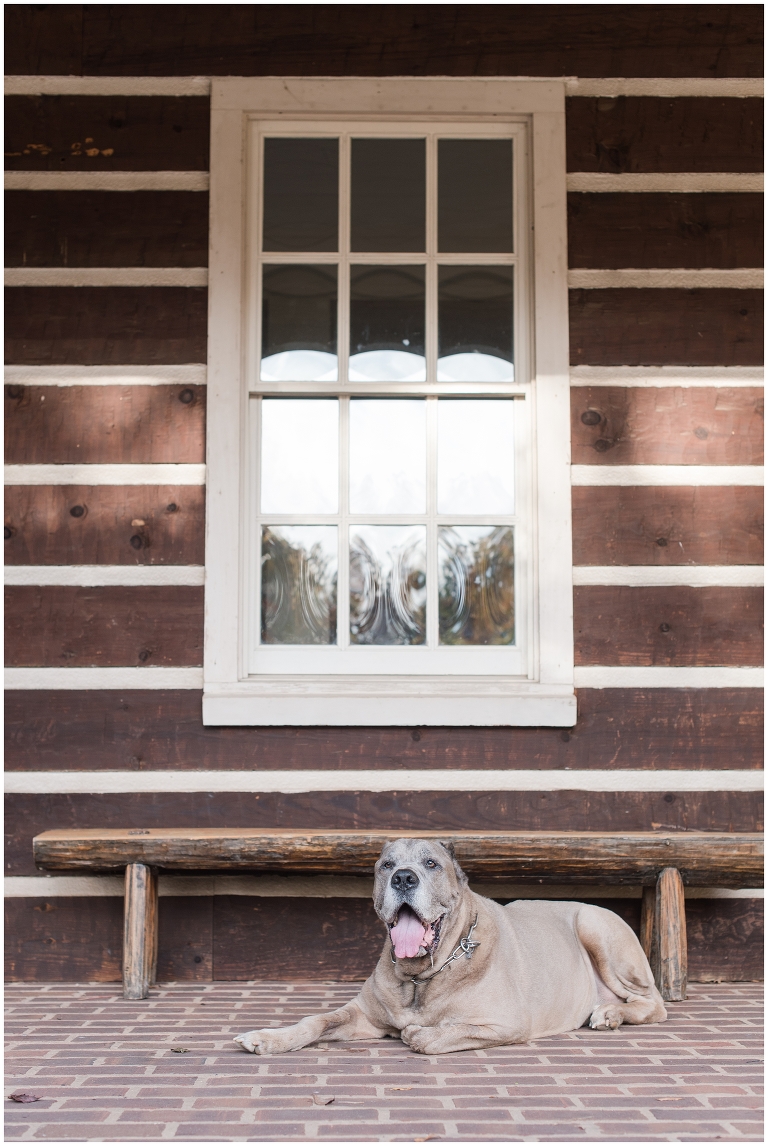 Blacksburg Pet Photography,Dog Photographer Virginia,Roanoke Pet Photography,charlottesville pet photography,