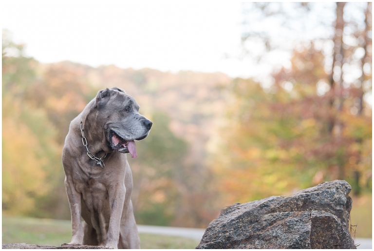 Blacksburg Pet Photography,Dog Photographer Virginia,Roanoke Pet Photography,charlottesville pet photography,