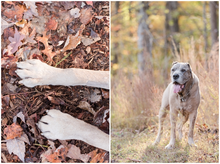 Blacksburg Pet Photography,Dog Photographer Virginia,Roanoke Pet Photography,charlottesville pet photography,