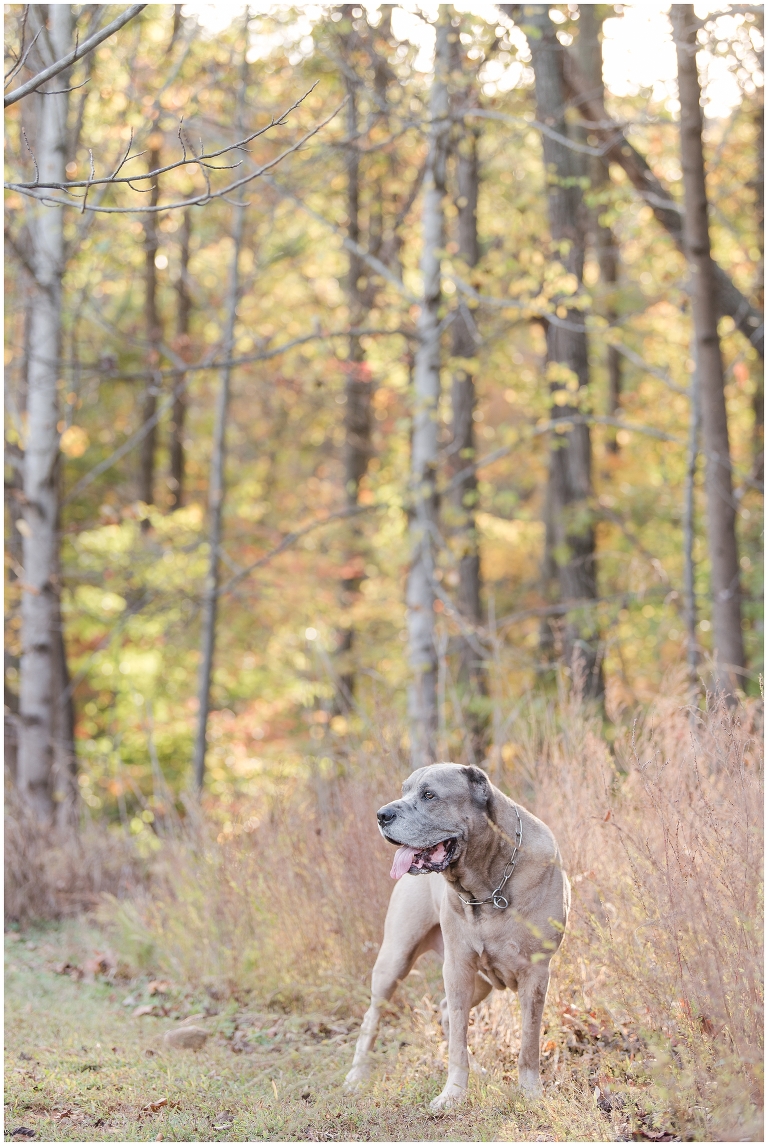 Blacksburg Pet Photography,Dog Photographer Virginia,Roanoke Pet Photography,charlottesville pet photography,