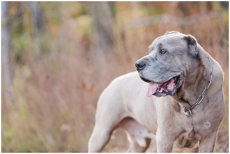 Blacksburg Pet Photography,Dog Photographer Virginia,Roanoke Pet Photography,charlottesville pet photography,